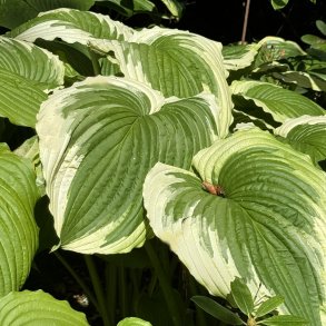 Hosta Bridal Falls