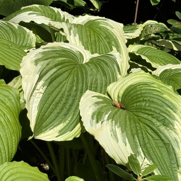 Hosta Bridal Falls