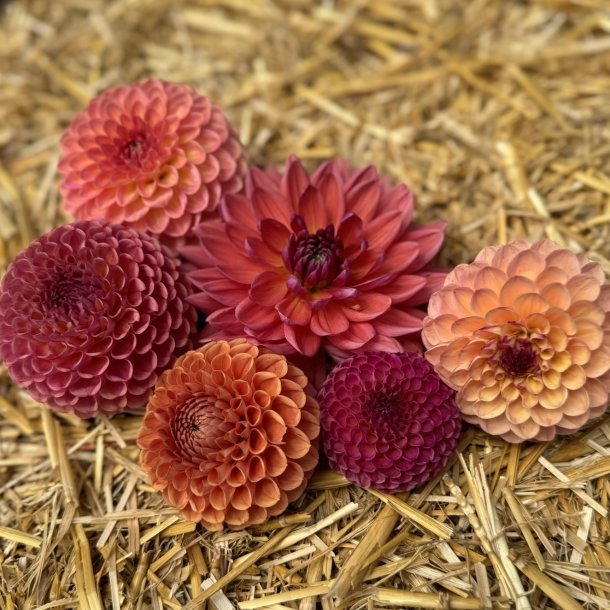 Dahlia Mix Bronze Joy