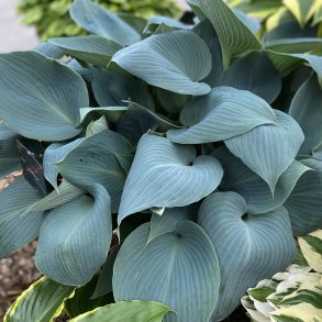 Hosta Bulletproof