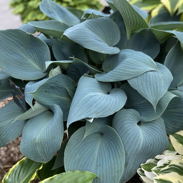 Hosta Bulletproof