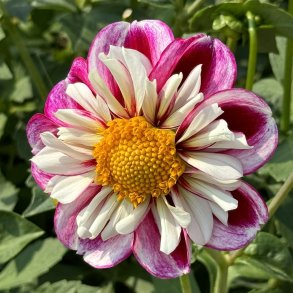 Dahlia Bumble Rumble