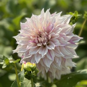Dahlia Cafe au lait Twist