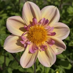 Dahlia Campus Nature med halskraveblomst i abrikos og rosa omkring en gyldengul midte