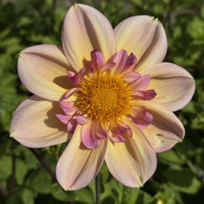 Dahlia Campus Nature med halskraveblomst i abrikos og rosa omkring en gyldengul midte