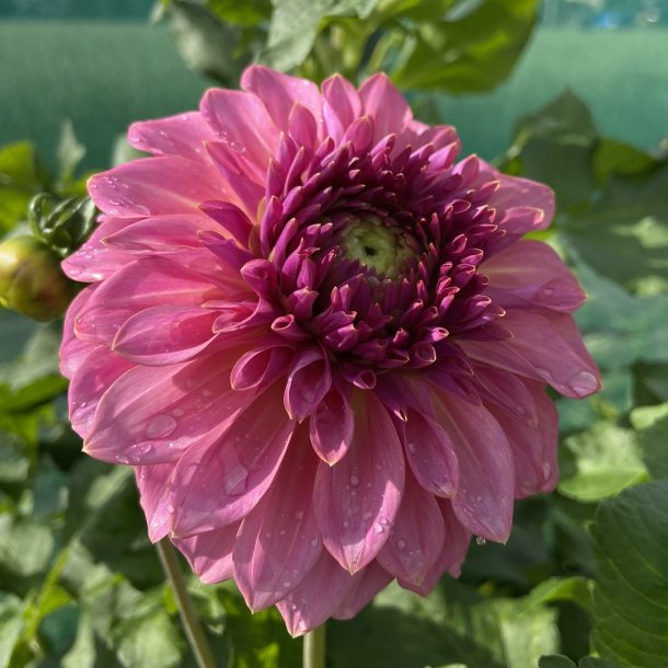 Dahlia Caravaggio
