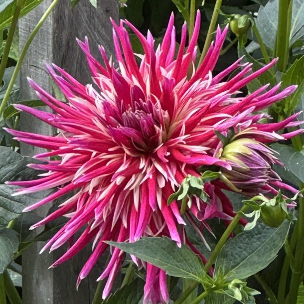 N�rbillede af Dahlia China Town Song med spidse purpurr�de kronblade og lyse detaljer