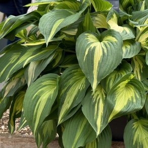 Hosta Christmas Candy