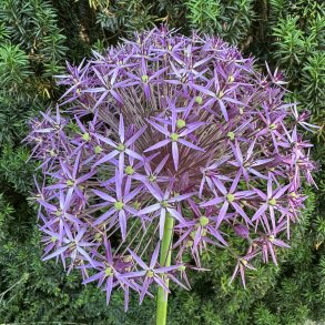 Allium Christopii 5 lg