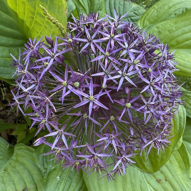 Allium Christopii 5 lg