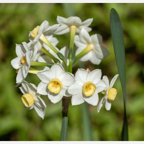 Narcis Grand Primo Citroniere 8 lg