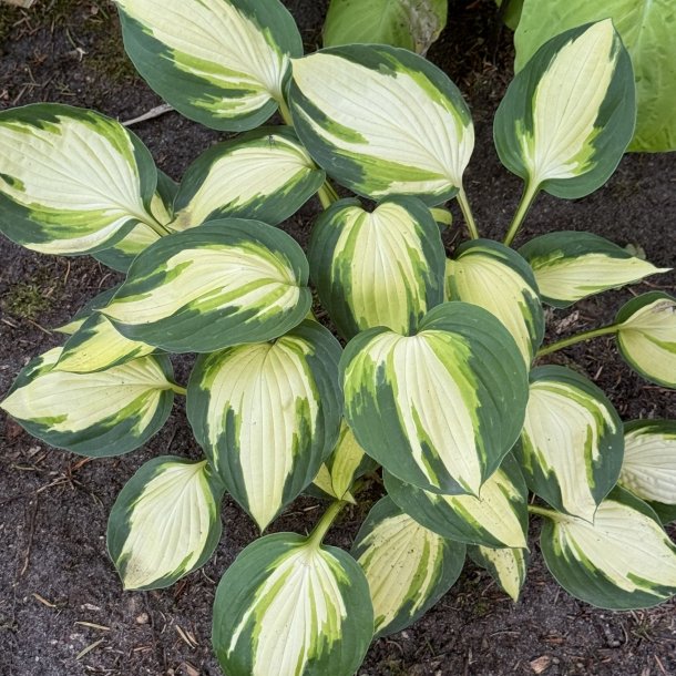 Hosta Color Festival