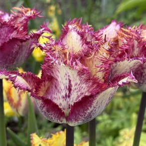 Tulipan Colour Fusion 5 lg 