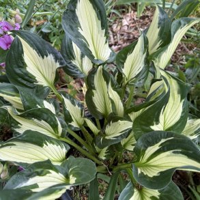 Hosta Colored Hulk
