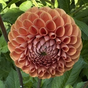 Dahlia Comet