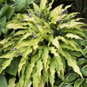 Hosta Curly Fries
