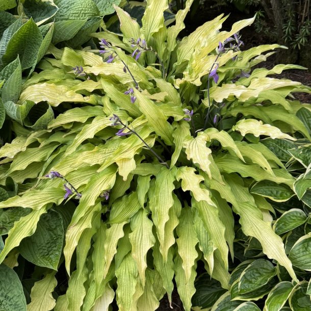 Hosta Curly Fries