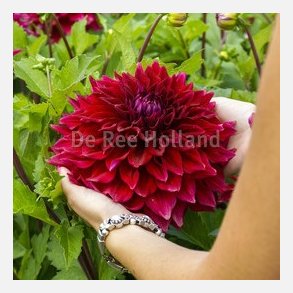 Dahlia Zorro 