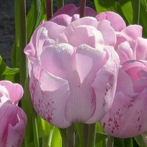 Tulipan Debu Candy 6 l�g