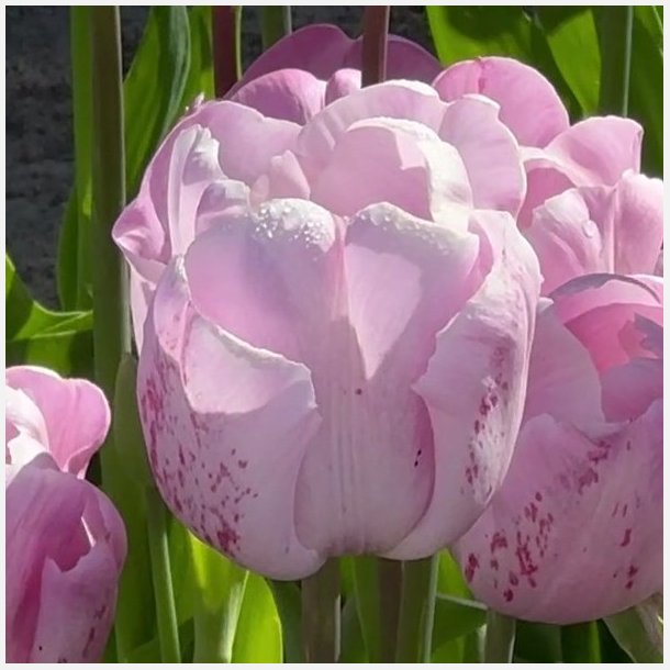 Tulipan Debu Candy 6 l�g
