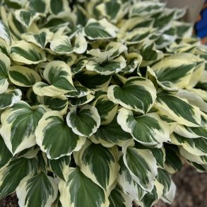 Hosta Diamonds are Forever