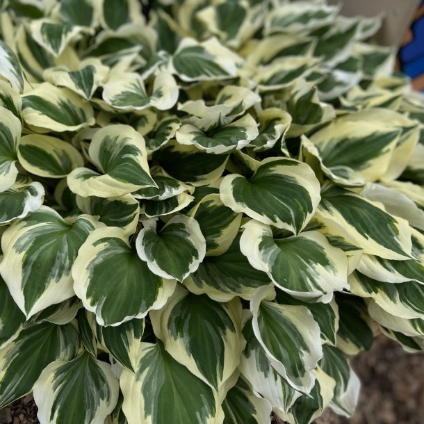 Hosta Diamonds are Forever