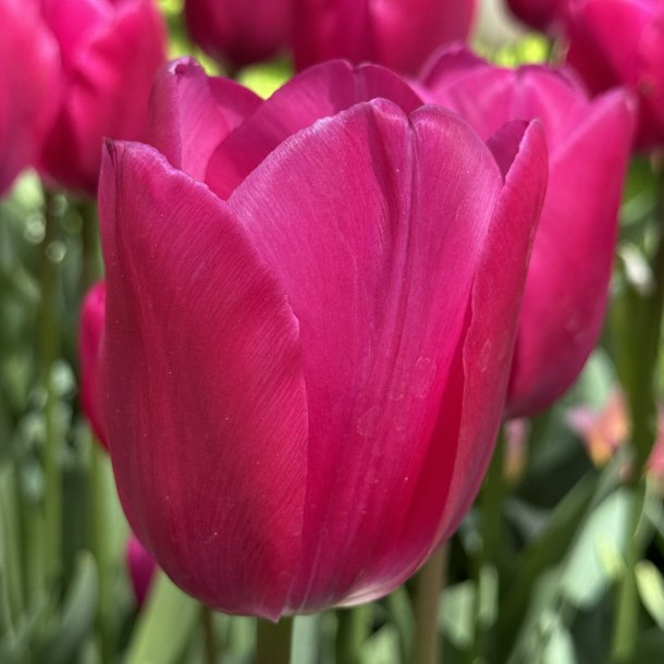 Tulipan Don Quichotte 6 l�g