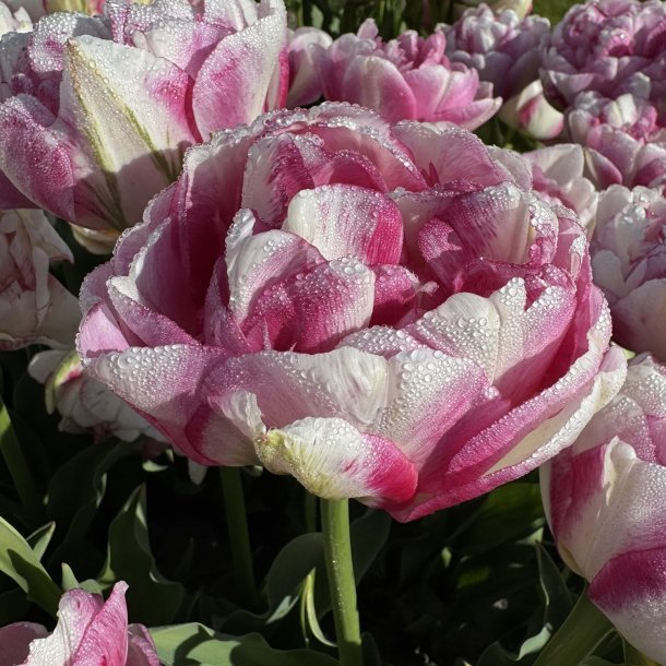Tulipan Double Shake 5 l�g