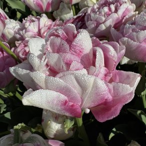 Tulipan Double Shake 5 l�g