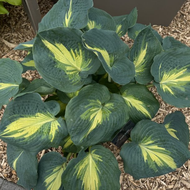 Hosta Dream Queen