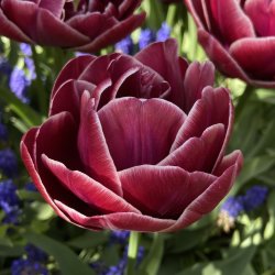 Tulipan Dream Touch 8 lg