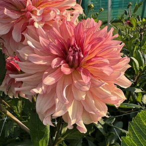 Dahlia Dutch Delight