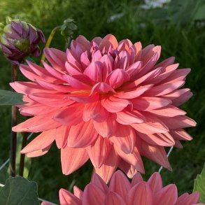 Dahlia Dutch Pearl