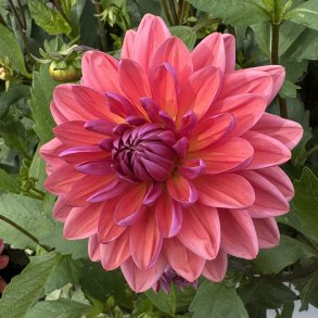 Dahlia Dutch Pearl