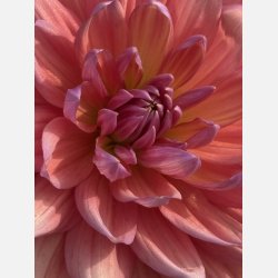 Dahlia Dutch Pearl