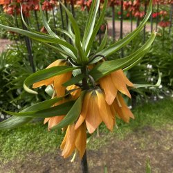 Kejserkrone Early Dream 1 lg