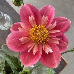 Dahlia Edith Jones