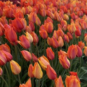 Tulipan El Nino 6 lg