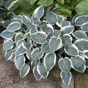 Hosta El Nino