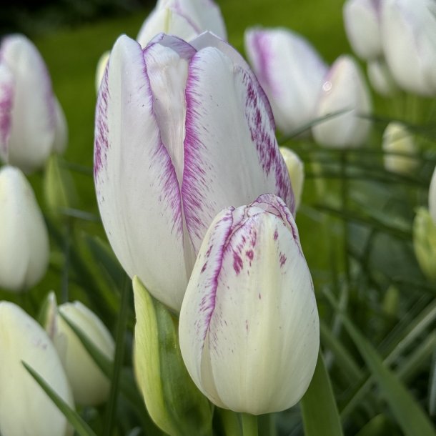 Tulipan Emilie 8 l�g