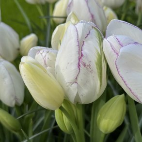 Tulipan Emilie 8 l�g