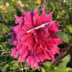Dahlia Emory Paul 