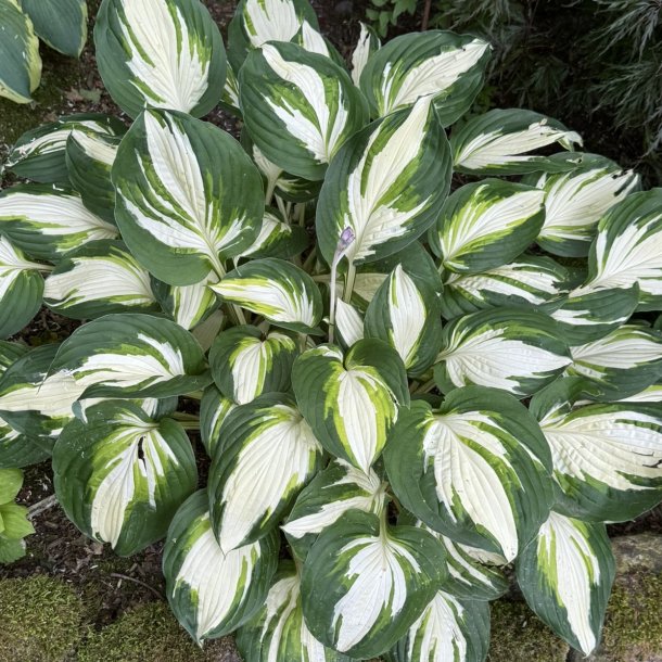 Hosta Enterprise