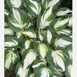 Hosta Enterprise