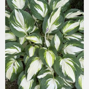 Hosta Enterprise