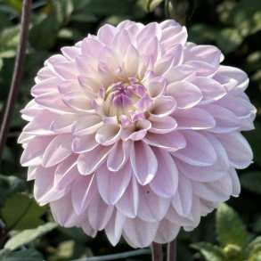 Dahlia Espacio 