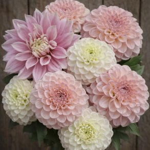 Dahlia Mix Pink Beauty