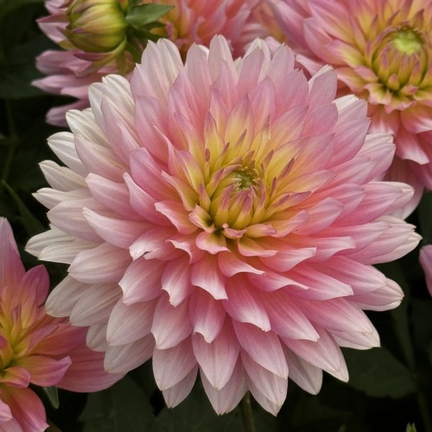 Dahlia Extase