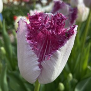 Tulipan Eyelash 6 lg