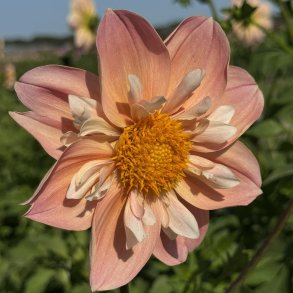 Dahlia FDM's SoJo